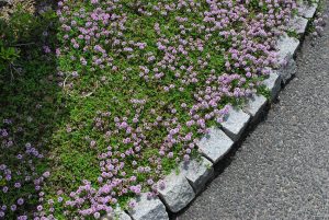 かわいい雑草対策 里やま工房 木の家専門の工務店