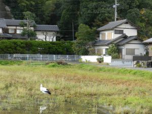 コウノトリ