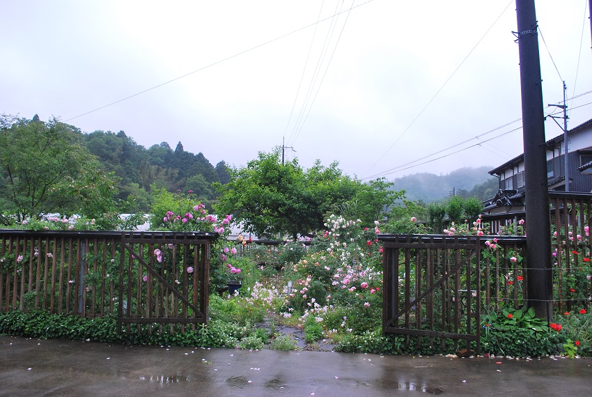 ８年越しの薔薇園