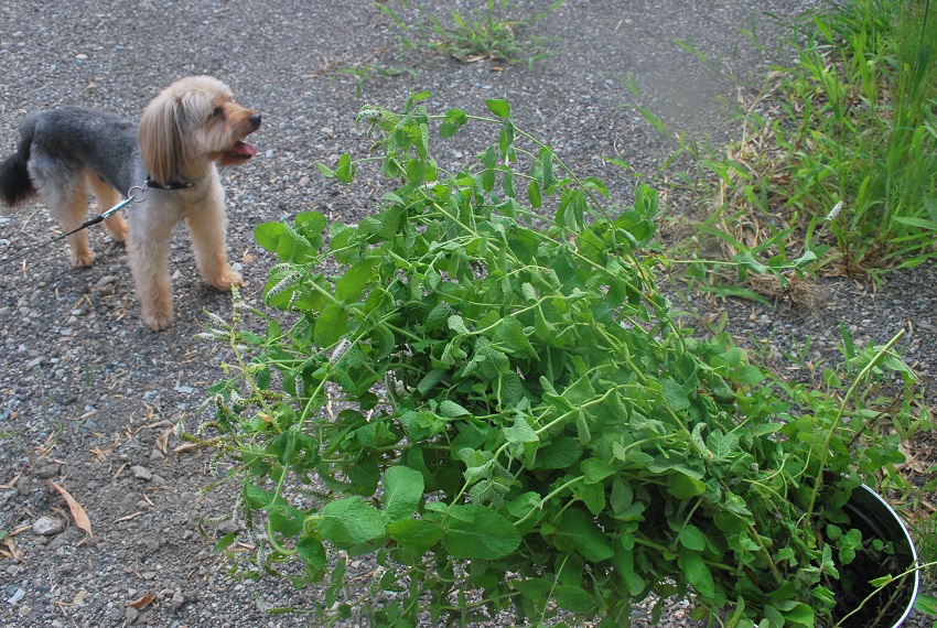 ミント植え