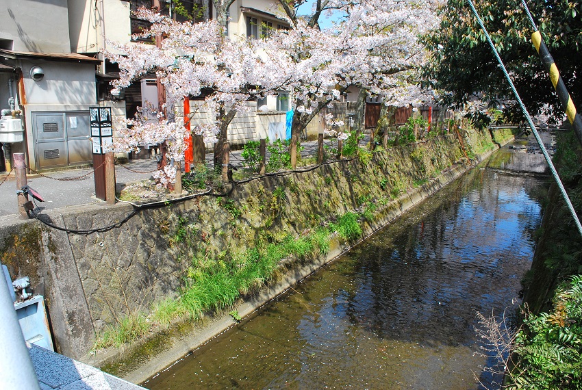 花筏（はないかだ）