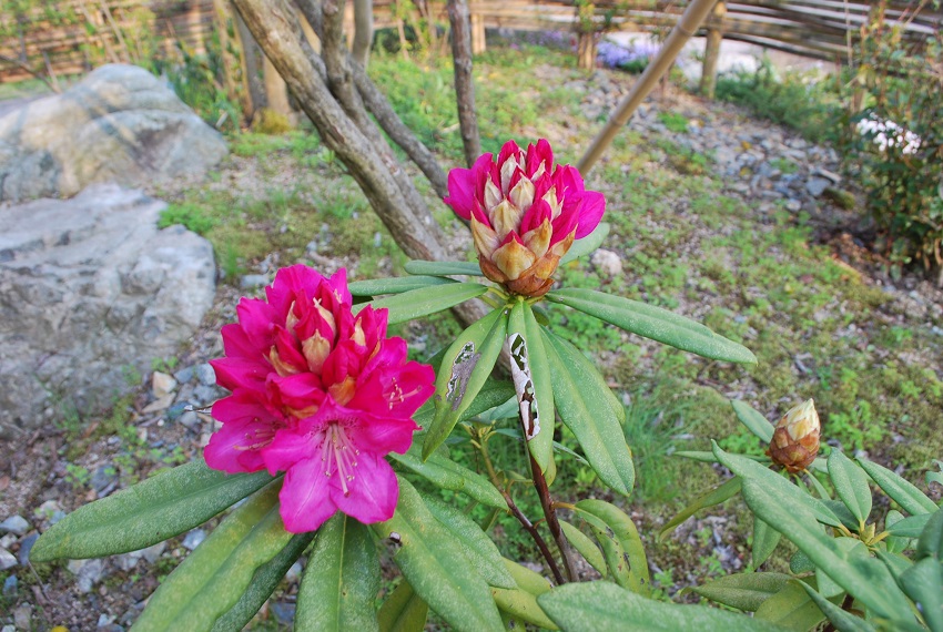 花の名前、何で調べる？