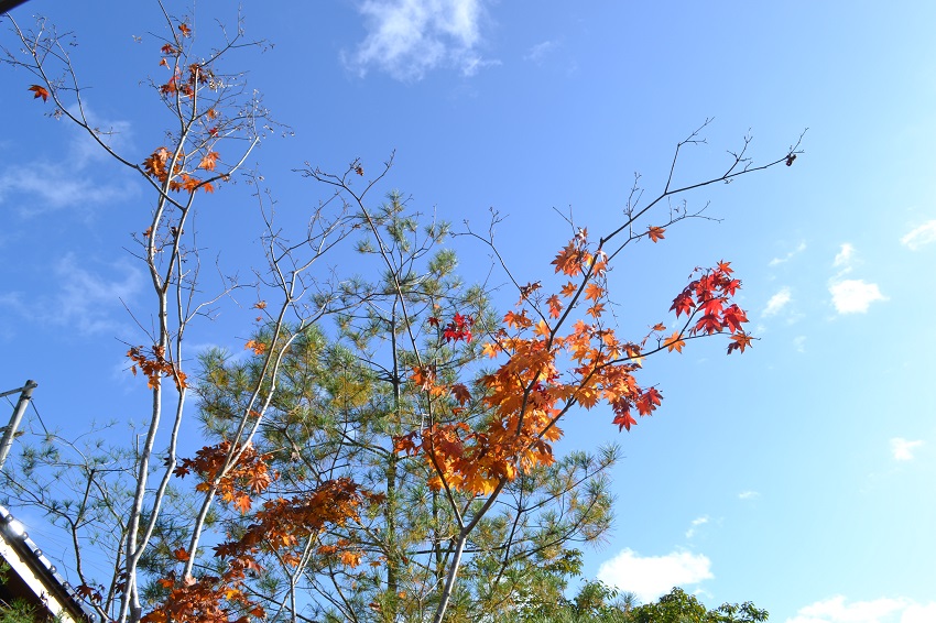 家から眺める紅葉