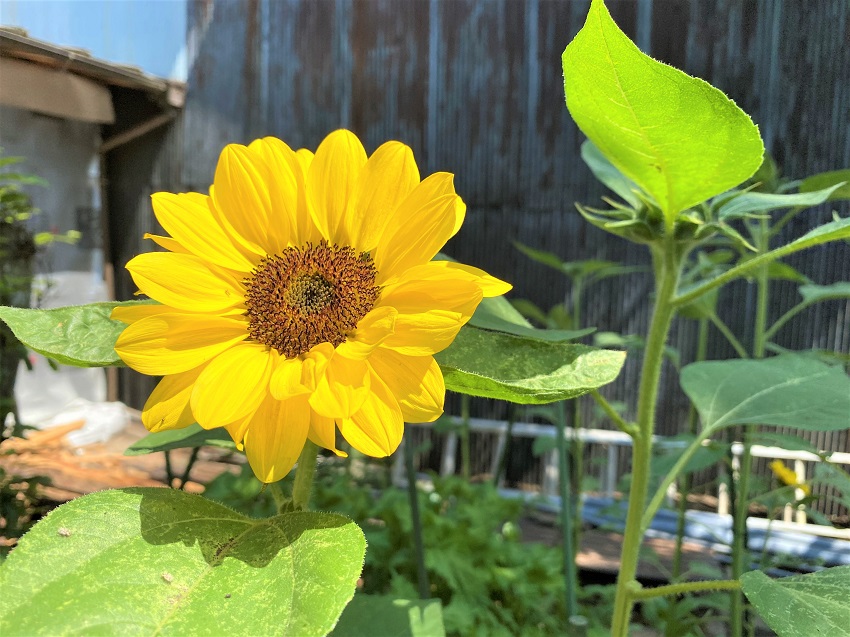 現場での『夏』