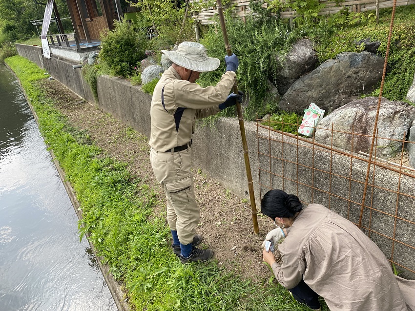 ひまわり植え