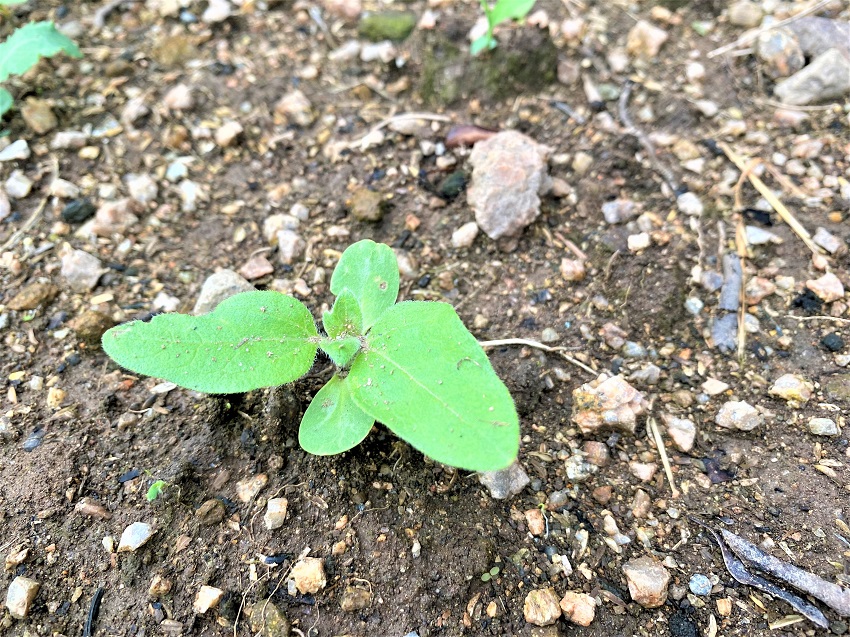 ひまわり発芽