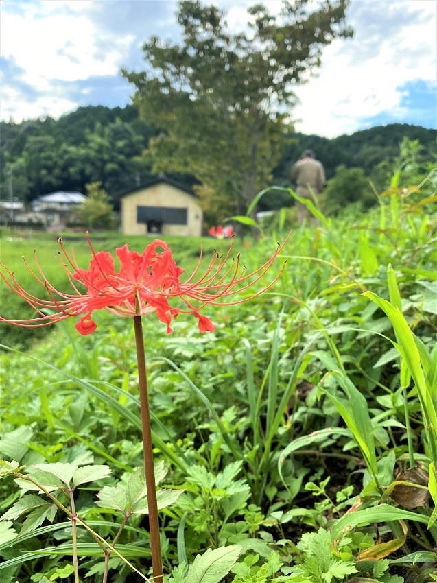 彼岸花