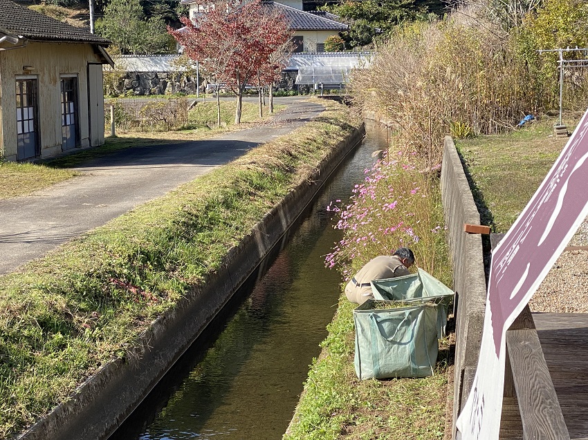 コスモス刈り取り