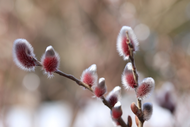 春を深呼吸できる家｜但馬・京丹後で考える花粉対策の家づくり