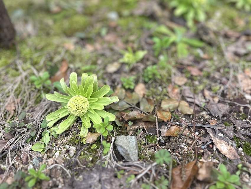 家も目覚める｜但馬・京丹後で感じる自然素材の春じたく
