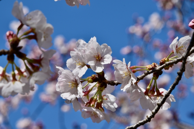 いま注目の平屋｜但馬・京丹後で建てる木の家の魅力