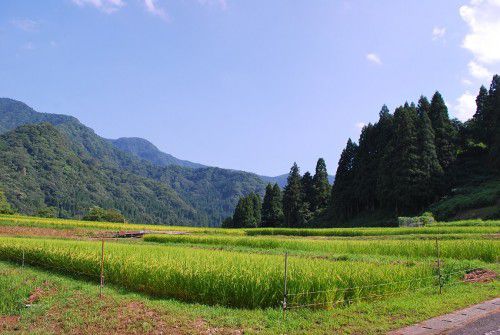 里山の夏