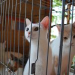 イベントのご案内