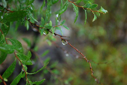 雨