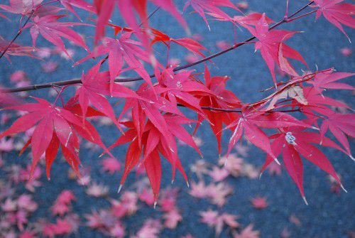 紅葉