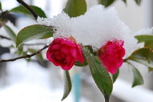 ２月の雪