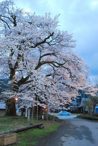 桜