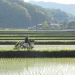 《コラム》16　「田植え」