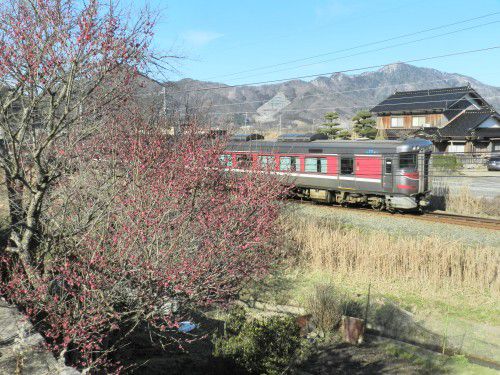 紅梅と電車