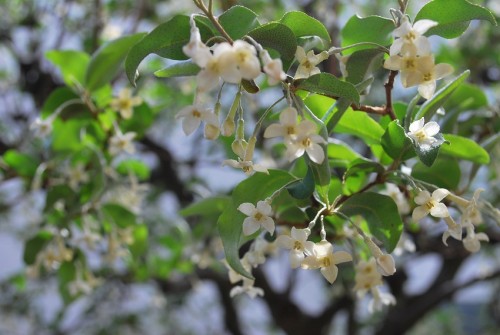 グミの花