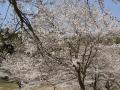 100405sakura5.jpg