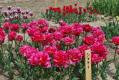 100419tulip12.jpg