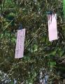 100707tanabata7.jpg