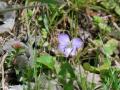 花曇りの日々が続きます。