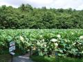 090805 hasu5