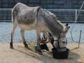 ふれあい動物園