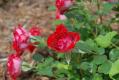 110602 rose7