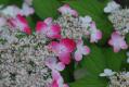 110615 satoyama6