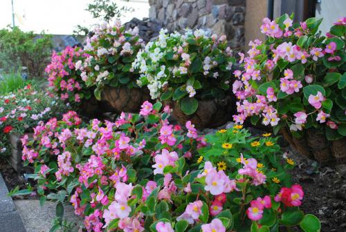 展示場の花