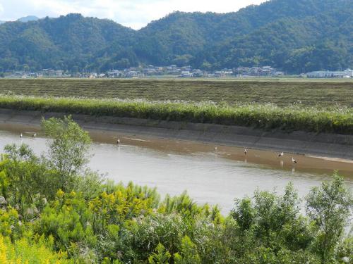 久しぶりのコウノトリ