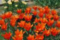 tulip15.jpg